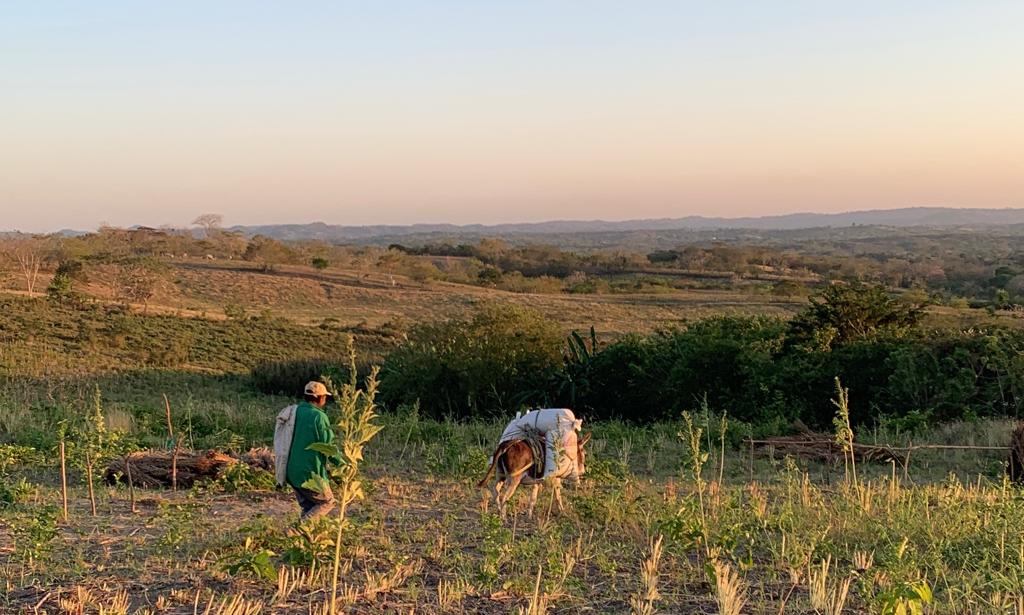 MALNUTRITION OF THE AQUATIC AND TERRESTRIAL ECOSYSTEMS OF THE COLOMBIAN CARIBBEAN: ONE OF THE MAIN PROBLEMS OF USE OF GLYPHOSATE IN THE FUMIGATIONS OF ILLICIT CROPS BY THE GOVERNMENT OF COLOMBIA.