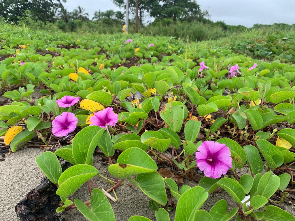 ANTIEROSIV GARDENS PLAN: CLIMATE CHANGE MITIGATION AND ADAPTATION STRATEGY FOR APPROXIMATELY 50 KM OF BEACHES ON THE COLOMBIAN ATLANTIC COAST