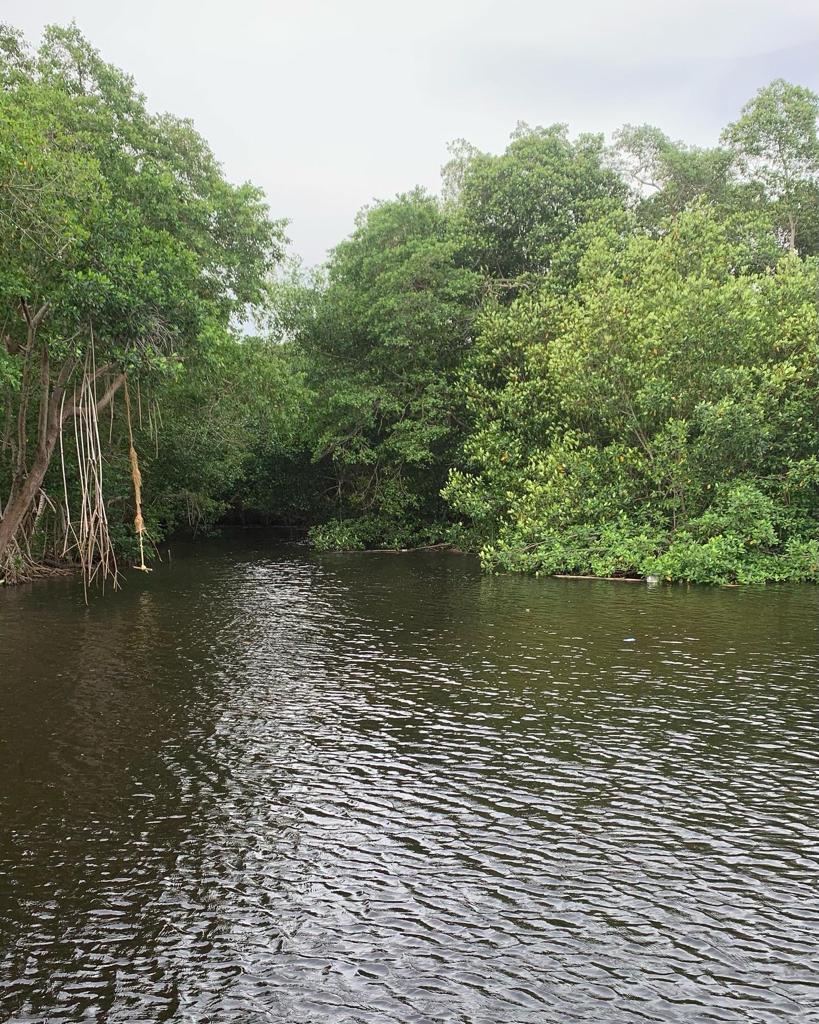 COMMUNITY PLAN FOR THE RESTORATION OF MANGROVE FORESTS IN MOÑITOS, COLOMBIA.