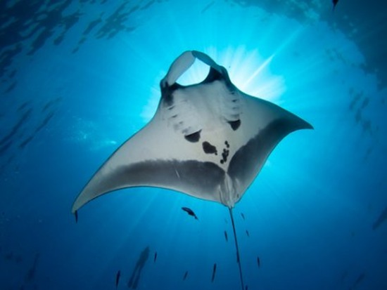 COMMUNITY PLAN FOR THE CONSERVATION OF RAYS ON THE COLOMBIAN PACIFIC COAST