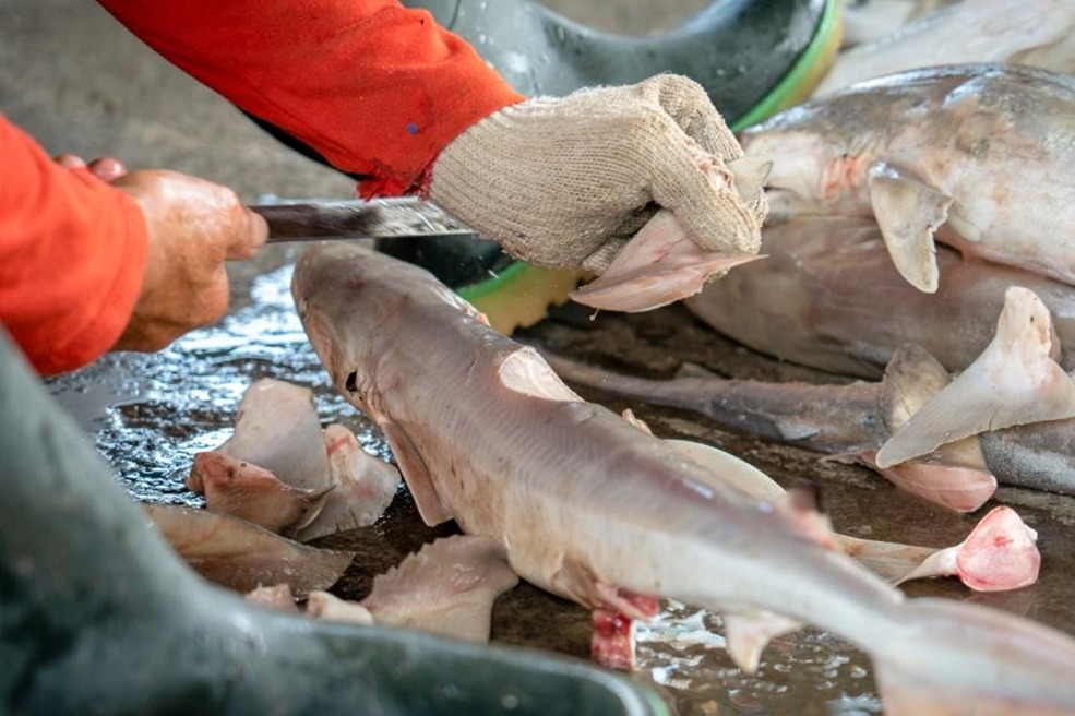 CRITICALLY ENDANGERED PACIFIC SPECIES: TRAFFICKING AND SALE OF MEAT IN THE MARKET OF QUIBDÓ, COLOMBIA.