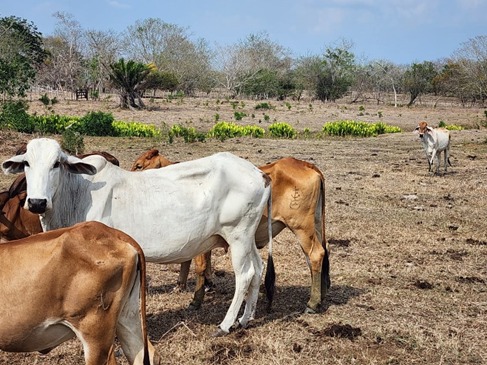 COMPREHENSIVE PLAN FOR THE RECOVERY OF INFERTILE SOILS WITH REGENERATIVE AGRICULTURE AND CONSTRUCTION OF NATIVE SEED BANKS IN INDIGENOUS TERRITORIES TO GUARANTEE FOOD SECURITY